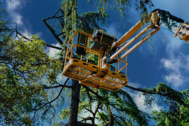 Professional Tree Services in Yuma, AZ